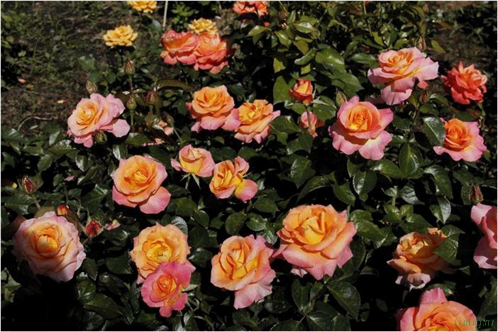 Как выращивать розы: сорта, агротехника выращивания, правильная посадка в грунт из букета быстрым способом