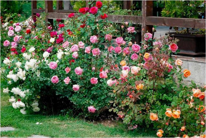 Как выращивать розы: сорта, агротехника выращивания, правильная посадка в грунт из букета быстрым способом
