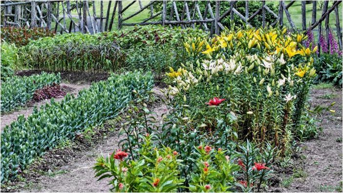 Огород на дачном участке: обустройство с минимальными затратами, полезные советы, красивый огород в частном доме