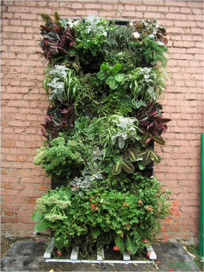 Вертикальное озеленение — какие растения выбрать, виды, искусственные и натуральные, создание опор своими руками