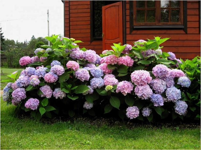 Декоративные растения для сада: кустарники для одиночных посадок, комнатные и экзотические для дачи