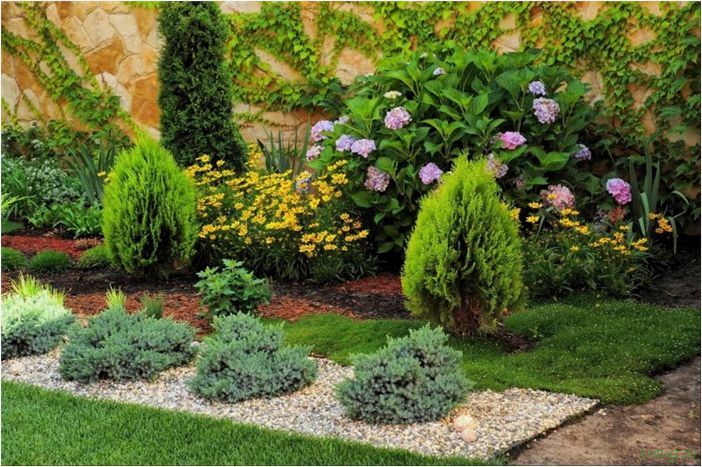 Декоративные растения для сада: кустарники для одиночных посадок, комнатные и экзотические для дачи