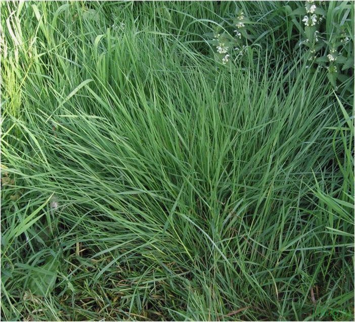 Какая трава лучше для газона — какие семена выбрать, выбор смеси, посадка в грунт