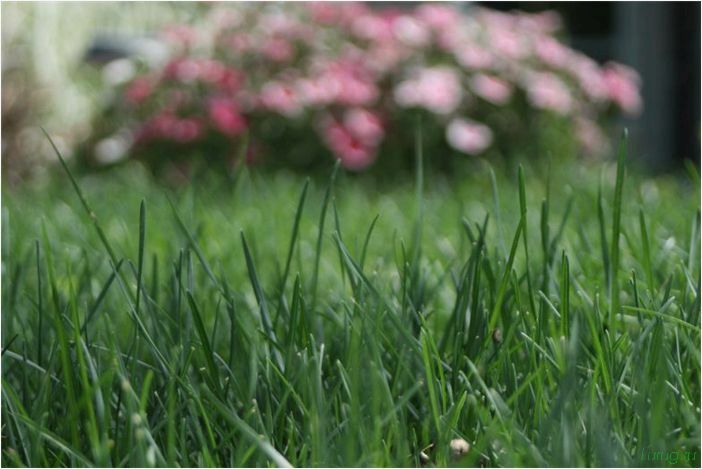 Какая трава лучше для газона — какие семена выбрать, выбор смеси, посадка в грунт