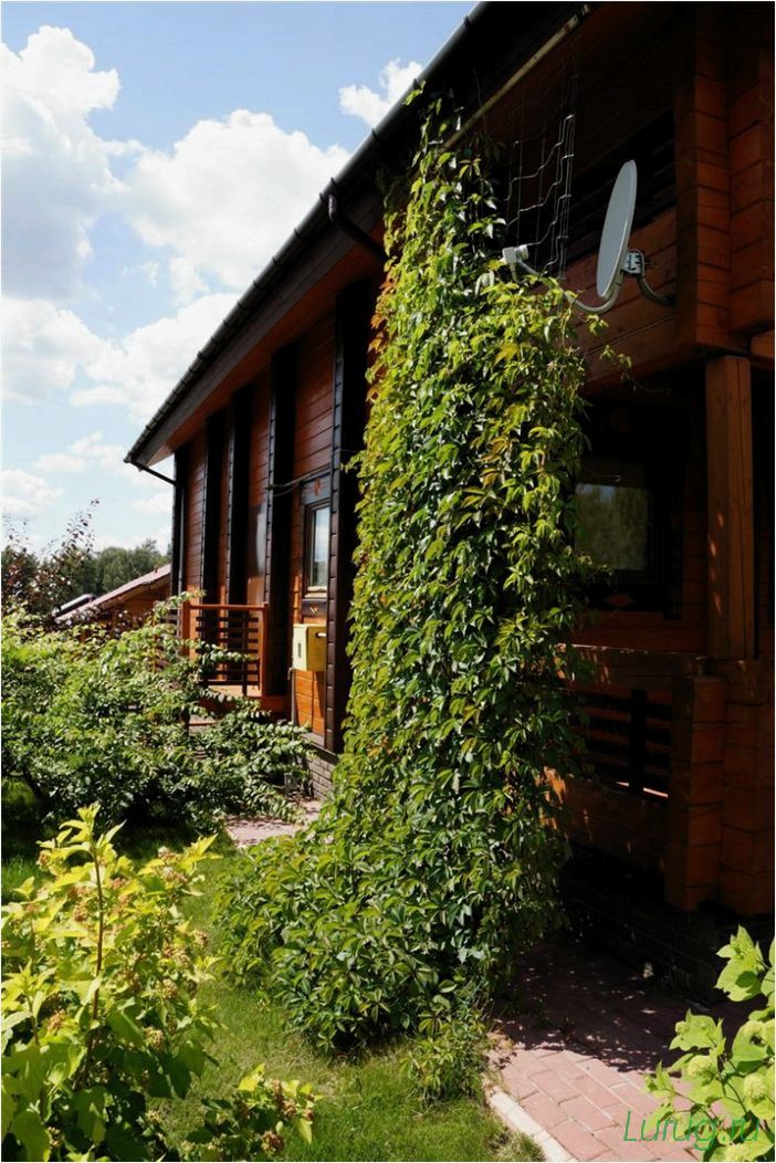 Лианы на даче — быстрорастущие для забора, посадка на даче, какие используют для озеленения