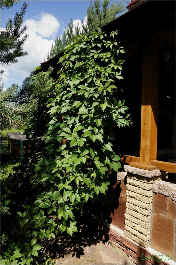 Лианы на даче — быстрорастущие для забора, посадка на даче, какие используют для озеленения
