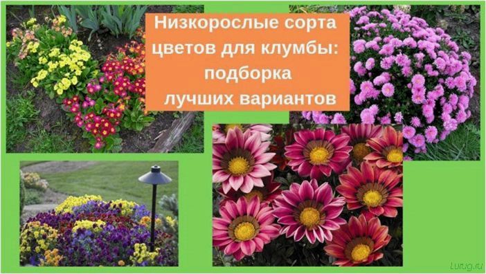 Низкорослые цветы для клумбы: названия растений цветущих все лето, посадка вдоль забора, правила ухода