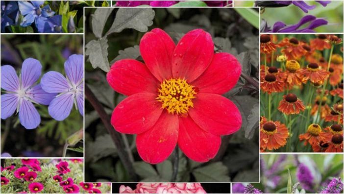 Низкорослые цветы для клумбы: названия растений цветущих все лето, посадка вдоль забора, правила ухода