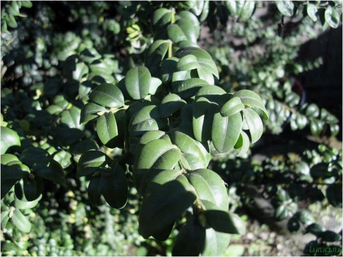 Растение самшит: как размножить, фото в ландшафтном дизайне, как выглядит и быстро растет, стрижка куста