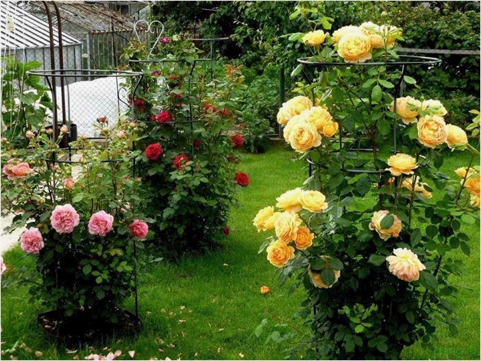 Розарий на даче — правила и схемы посадки своими руками, идеи дизайна, варианты размещения в саду