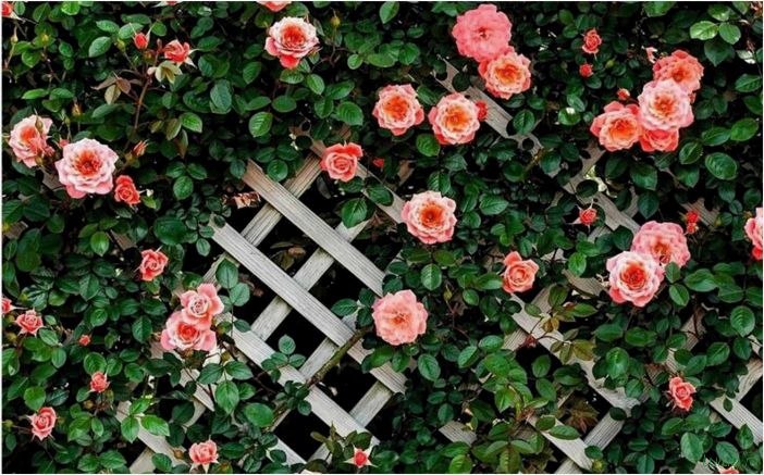 Розарий на даче — правила и схемы посадки своими руками, идеи дизайна, варианты размещения в саду
