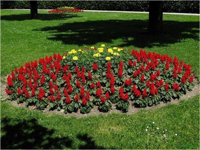 Цветы для клумбы: как красиво посадить для ленивых, какие виды растут в тени, названия популярных растений