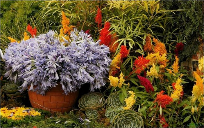 Цветы для клумбы: как красиво посадить для ленивых, какие виды растут в тени, названия популярных растений