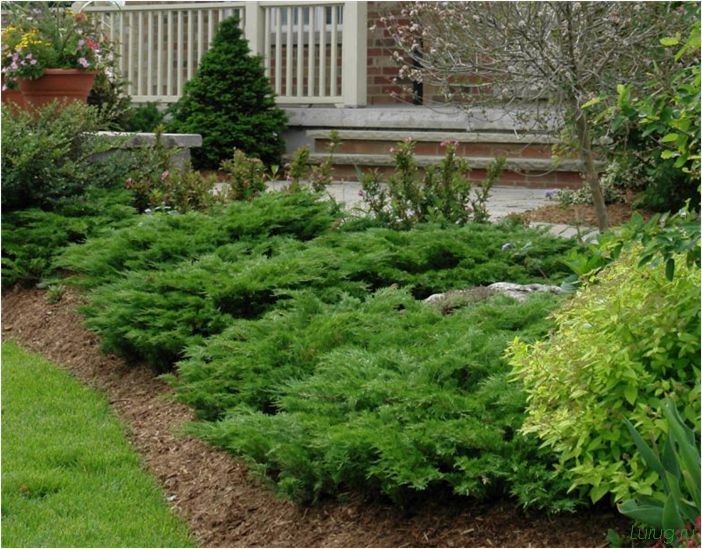 Хвойные растения для сада: виды и сорта, какие лучше посадить, где посадить, примеры дизайна сада хвойными растениями