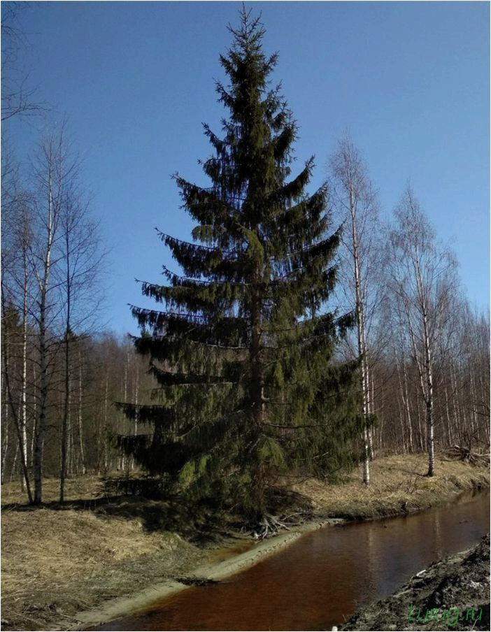 Хвойные растения для сада: виды и сорта, какие лучше посадить, где посадить, примеры дизайна сада хвойными растениями