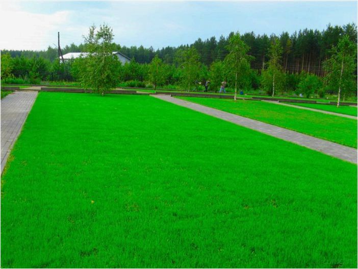 Красивый газон на участке — низкорослая, вытесняющая сорняки, дизайн и оформление, пошаговая инструкция