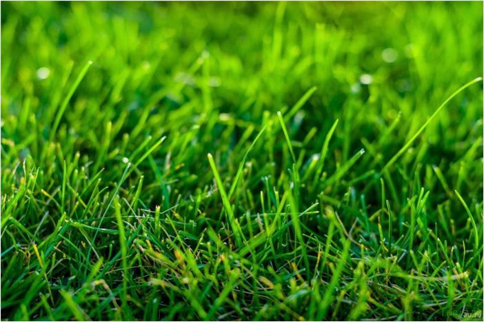 Рулонный газон — что это такое, укладкf, какой лучше, как правильно выбрать, какие бывают виды, цена на рулонную траву