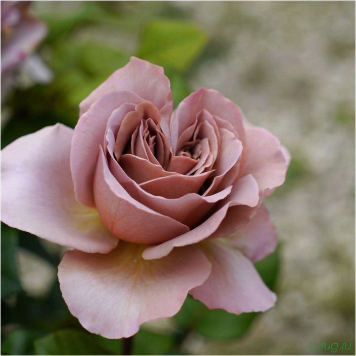 Чайная роза: секреты ухода и размножения, лучшие сорта растения, подкормка и пересадка