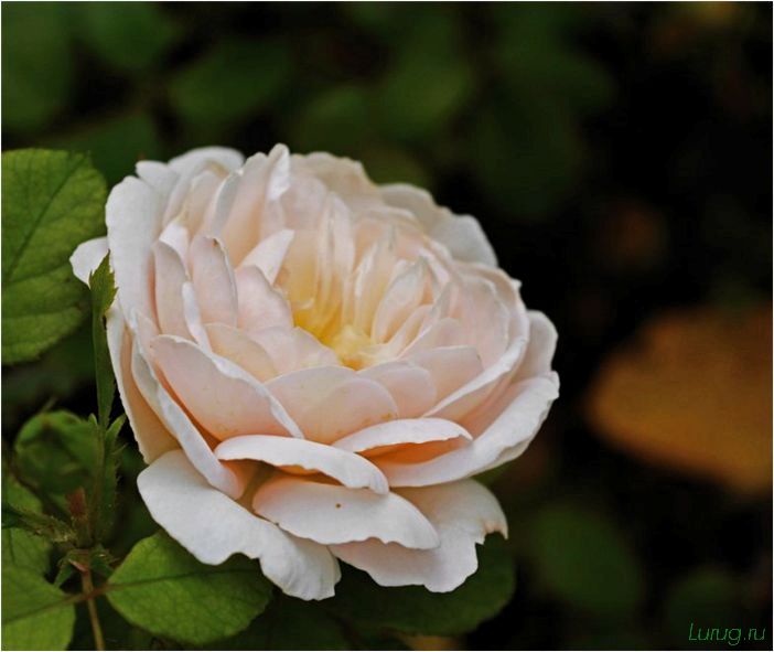 Чайная роза: секреты ухода и размножения, лучшие сорта растения, подкормка и пересадка
