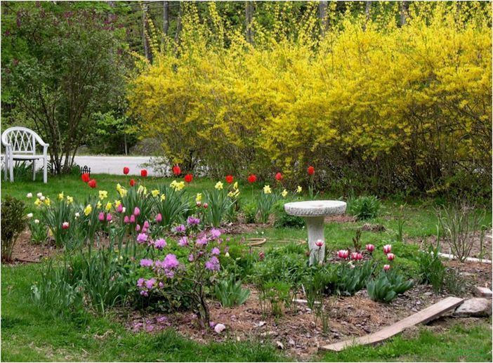 Декоративные кустарники: оформление ландшафтных композиций, пошаговая инструкция по обустройству сада
