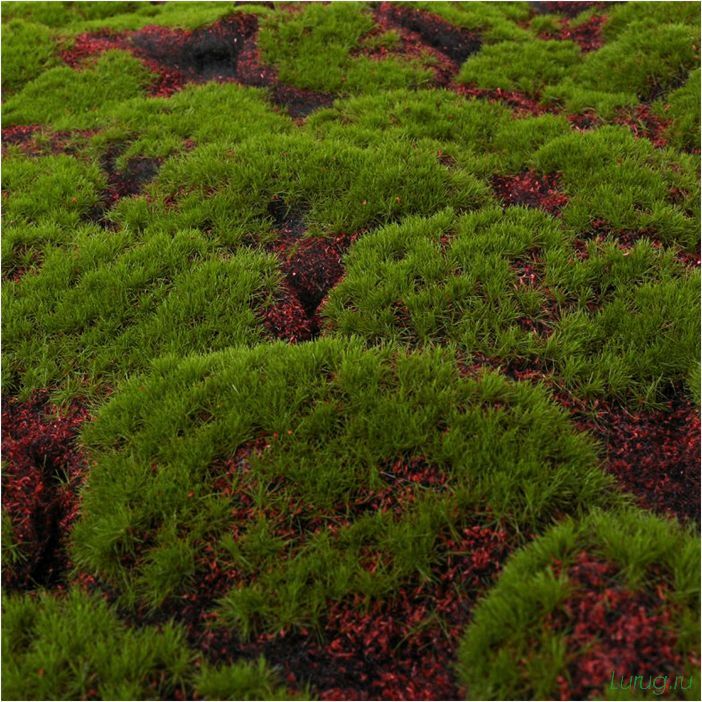 Декоративный мох: как выглядит и где взять, выращивание мха своими руками, разновидности, цветной, для декора
