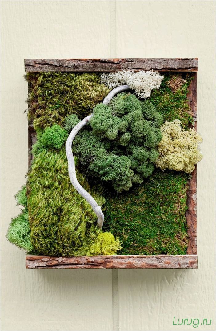 Декоративный мох: как выглядит и где взять, выращивание мха своими руками, разновидности, цветной, для декора