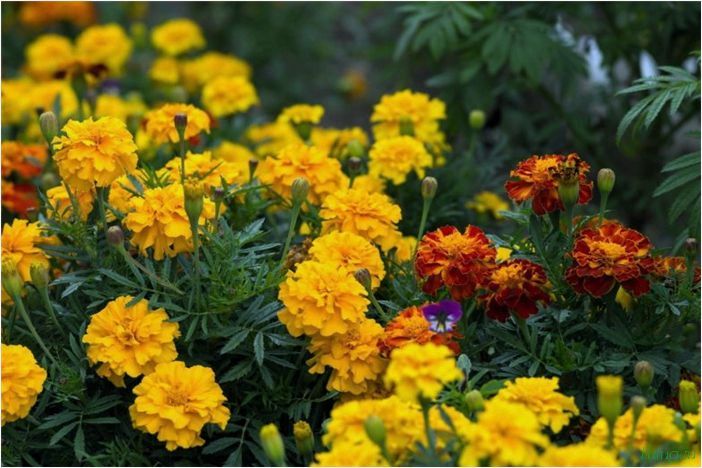 Однолетние цветы для дачи — какие посадить? Каталог с названиями, виды и сорта, характеристика