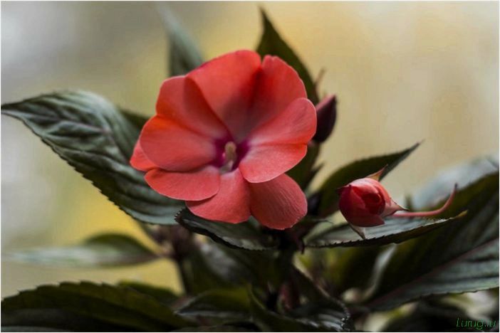 Однолетние цветы для дачи — какие посадить? Каталог с названиями, виды и сорта, характеристика
