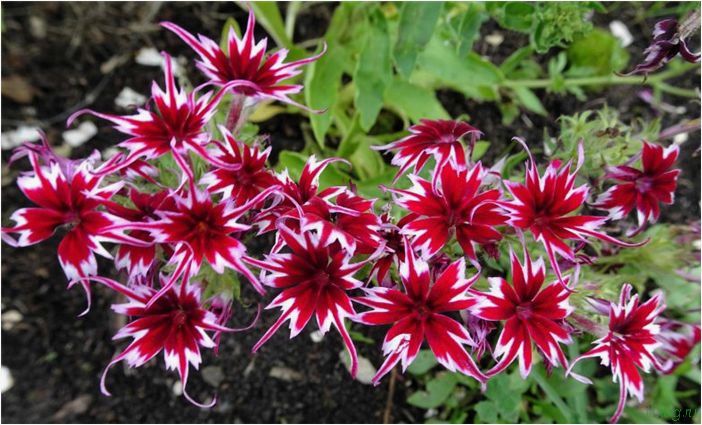 Друммонда: когда сажать на рассаду, крупноцветковые однолетние сорта, применение в ландшафтном дизайне сада