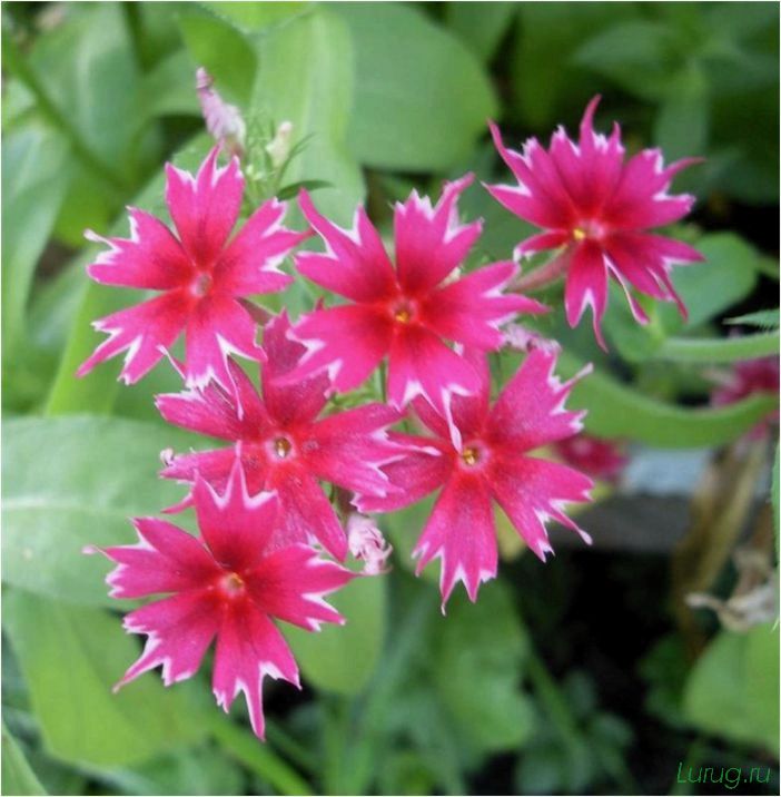 Друммонда: когда сажать на рассаду, крупноцветковые однолетние сорта, применение в ландшафтном дизайне сада