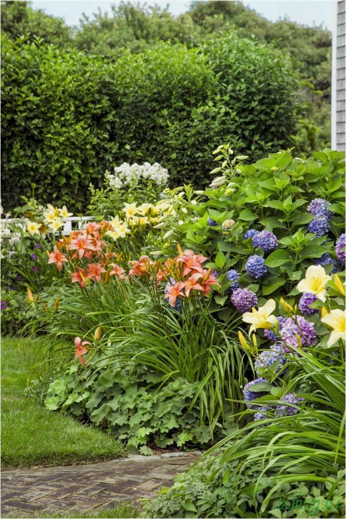 Лилейники — чем подкормить в саду, красоднев многоликий в ландшафтном дизайне, способы размножения