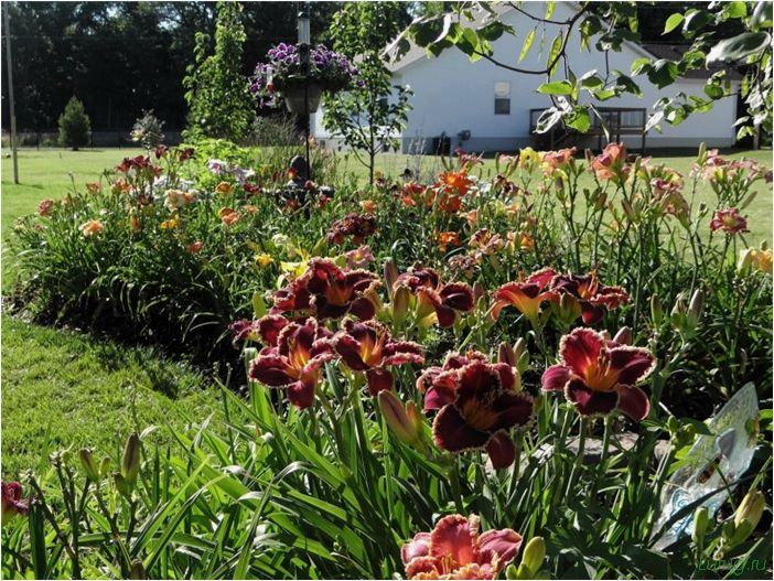 Лилейники — чем подкормить в саду, красоднев многоликий в ландшафтном дизайне, способы размножения