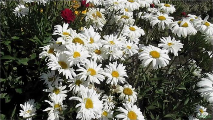 Многолетние цветы для дачи: описание и названиями сортов, как вырастить, посадить, ухаживать, самые неприхотливые