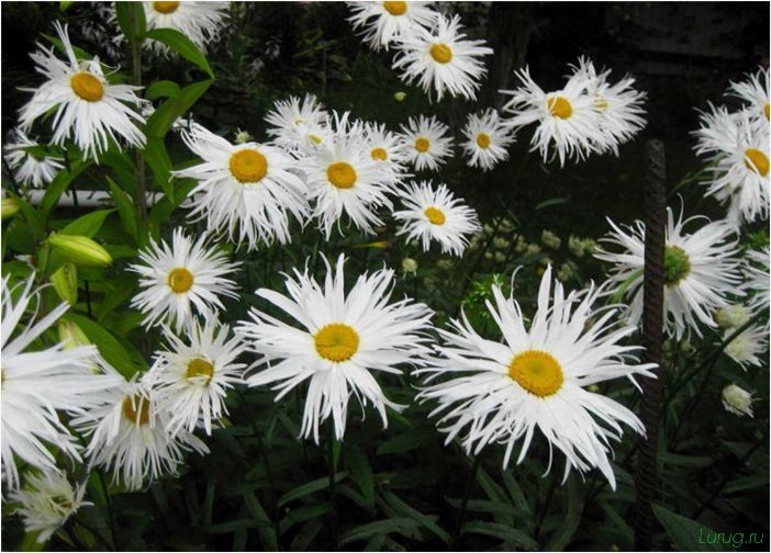 Многолетние цветы для дачи: описание и названиями сортов, как вырастить, посадить, ухаживать, самые неприхотливые