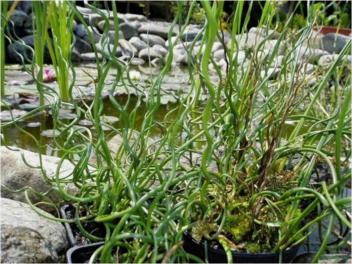 Декоративная трава — как выбрать и посадить? Применения в ландшафтном дизайне, характеристика сортов с описанием
