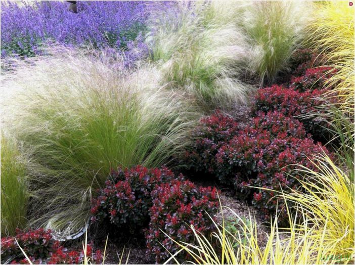 Декоративная трава — как выбрать и посадить? Применения в ландшафтном дизайне, характеристика сортов с описанием