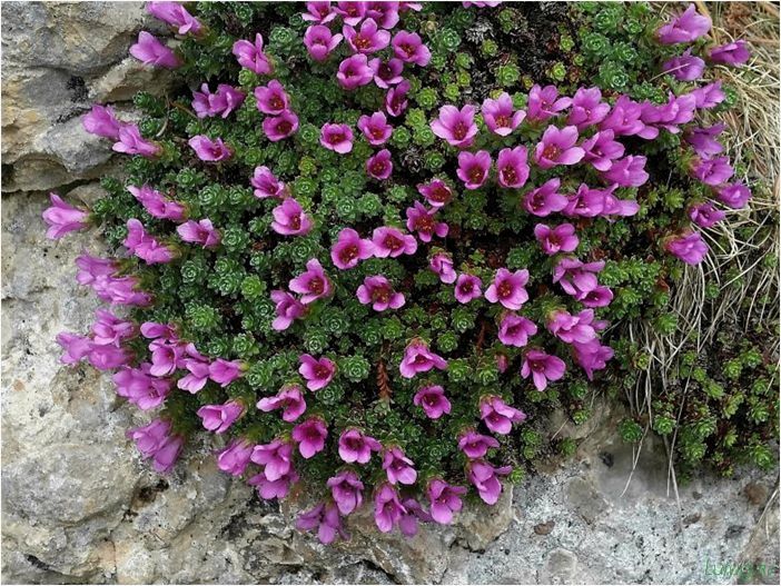 Камнеломка: как выглядит и цветет, правила посадки и размножения, деление черенкованием, применение в ландшафтном дизайне