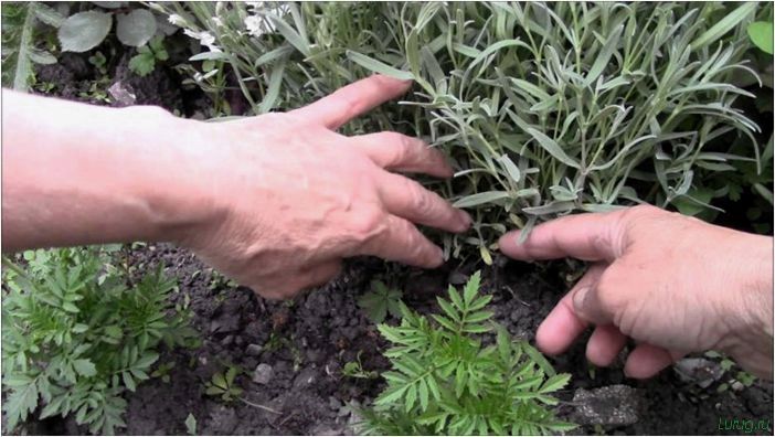 Ясколка: как посадить и вырастить на дачном участке? Сорта и виды, уход в открытом грунте, выращивание из семян и схемы посадки