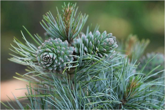 Кедровое дерево: применение иголок и смолы, описание, как вырастить саженцы, лечебные свойства