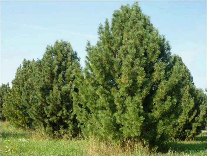 Кедровое дерево: применение иголок и смолы, описание, как вырастить саженцы, лечебные свойства