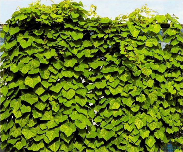 Вьющиеся растения: быстрорастущие многолетние зимостойкие сорта, живые изгороди, какие можно посадить на даче