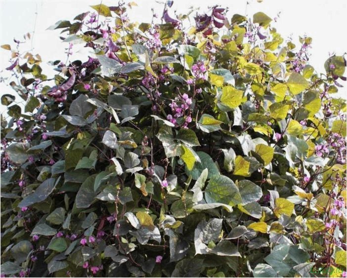 Вьющиеся растения: быстрорастущие многолетние зимостойкие сорта, живые изгороди, какие можно посадить на даче