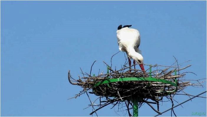 Декоративное гнездо аиста — применение в ландшафтном дизайне, инструкция, как сделать своими руками