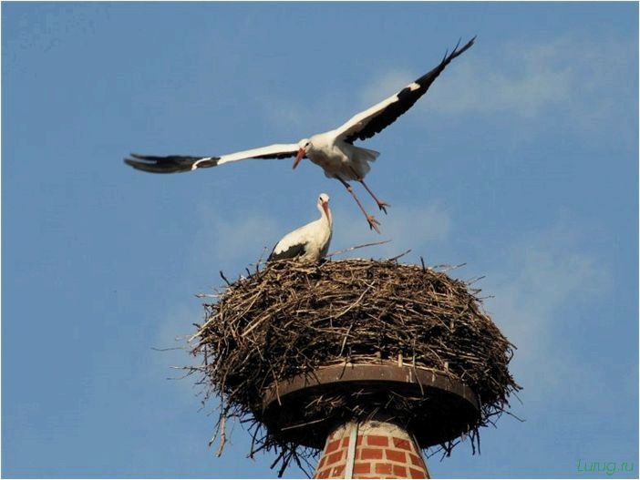Декоративное гнездо аиста — применение в ландшафтном дизайне, инструкция, как сделать своими руками