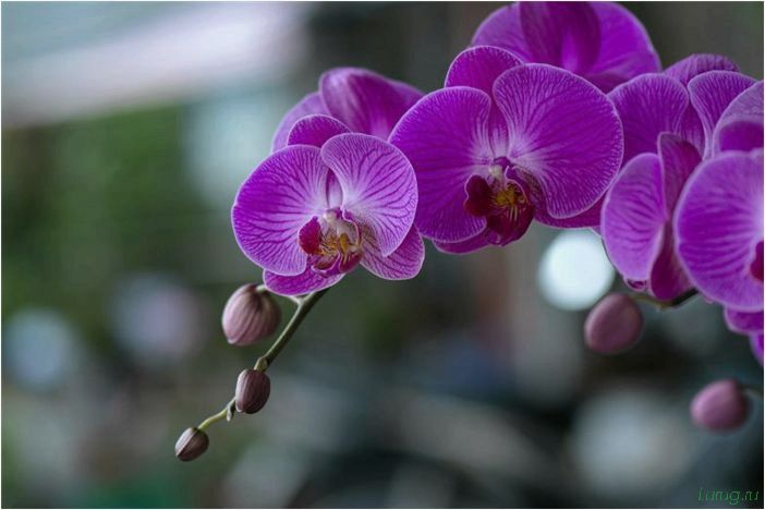 Орхидея: когда цветет, виды и сорта, фото цветка, чем поливать, чтобы росла быстро, уход и посадка