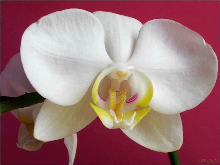 Орхидея: когда цветет, виды и сорта, фото цветка, чем поливать, чтобы росла быстро, уход и посадка