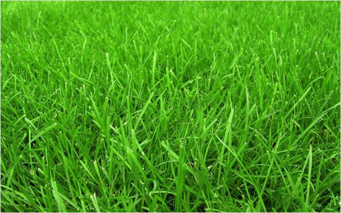 Трава для газона: низкорослая вытесняющая сорняки, примеры с названиями, по которой можно ходить, рекомендации садовника
