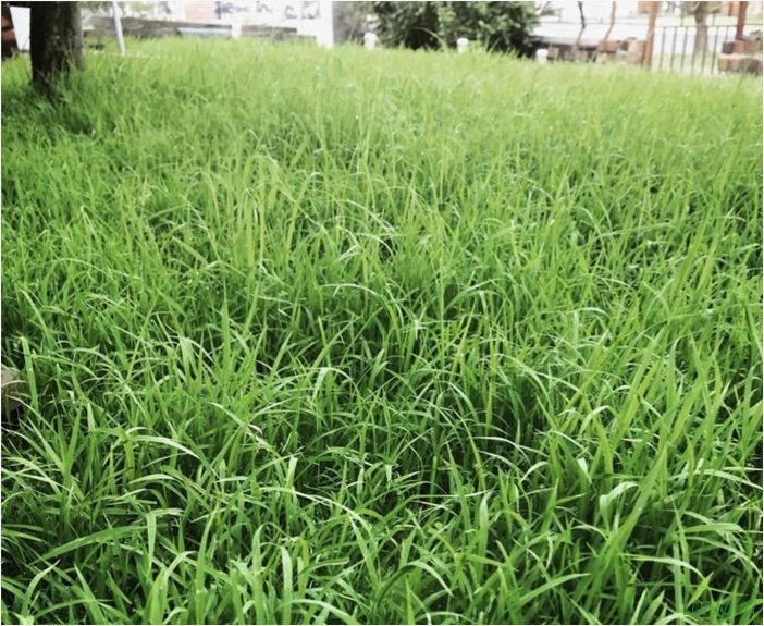 Трава для газона: низкорослая вытесняющая сорняки, примеры с названиями, по которой можно ходить, рекомендации садовника